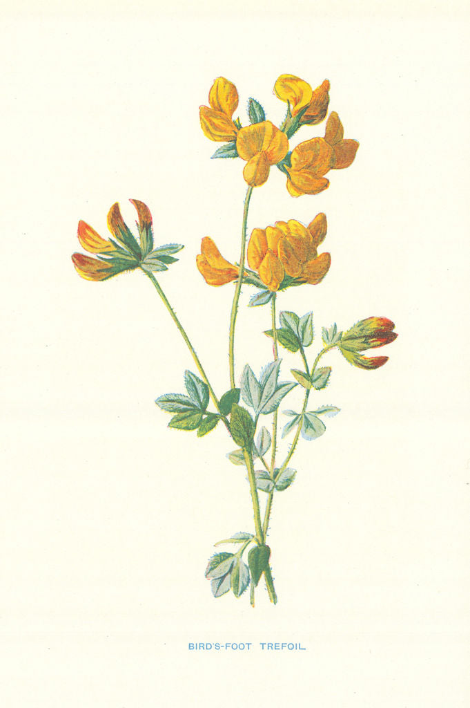 Bird's-foot Trefoil. Wild Flowers by Frederick Edward Hulme c1895 old print